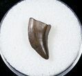 Juvenile Tyrannosaur Tooth - Montana #17579-1